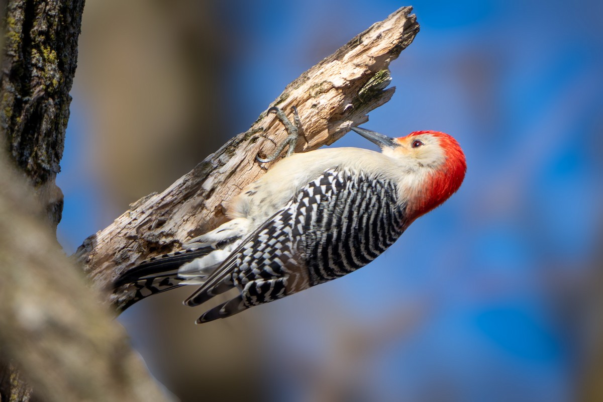 Red-bellied Woodpecker - ML647215575