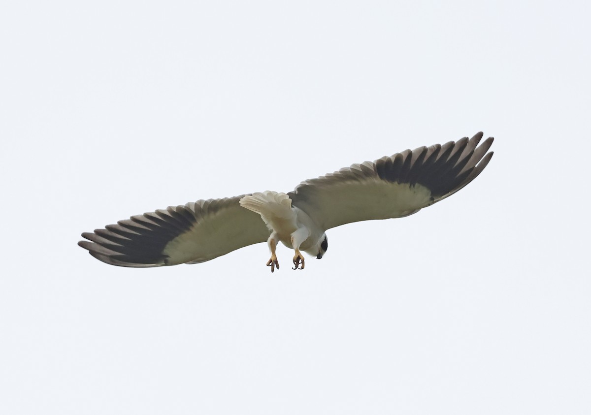 Elanio Común - ML647215576