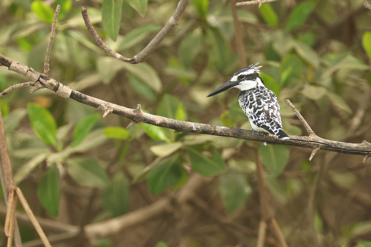 Martín Pescador Pío - ML647215577