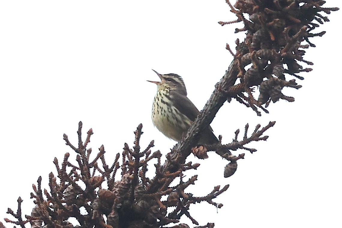 Northern Waterthrush - ML647215579