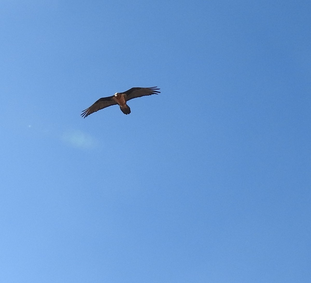 Quebrantahuesos - ML647215580