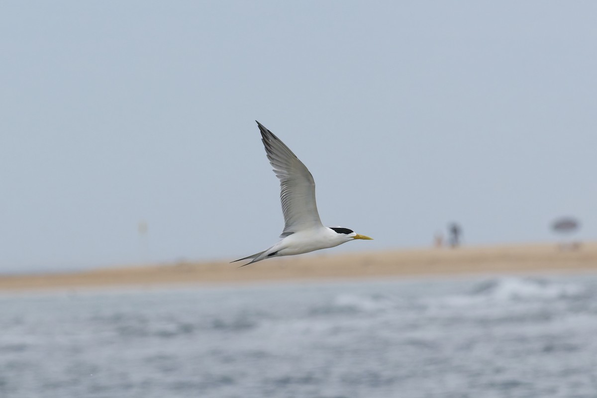 Charrancito Común - ML647215581