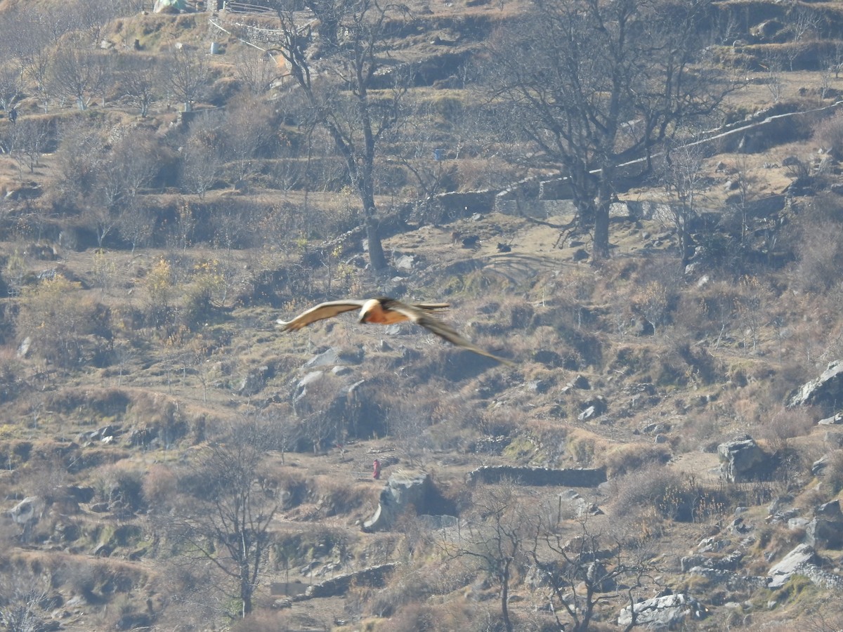 Quebrantahuesos - ML647215582