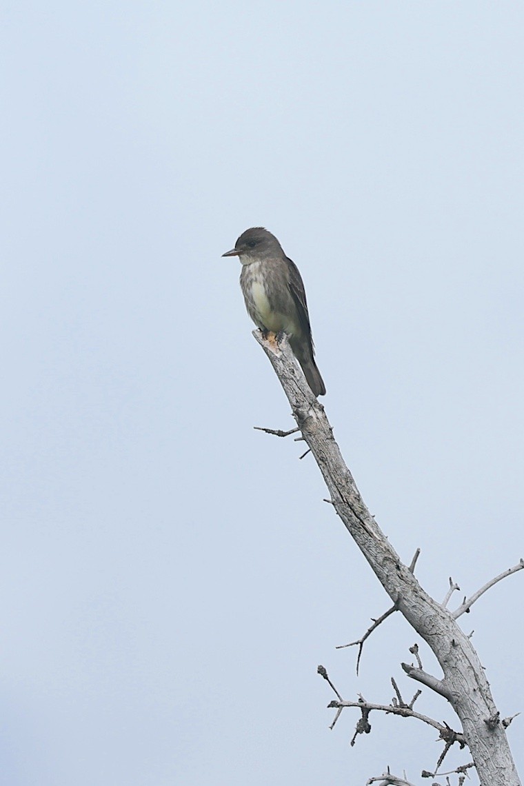 Olive-sided Flycatcher - ML647215586