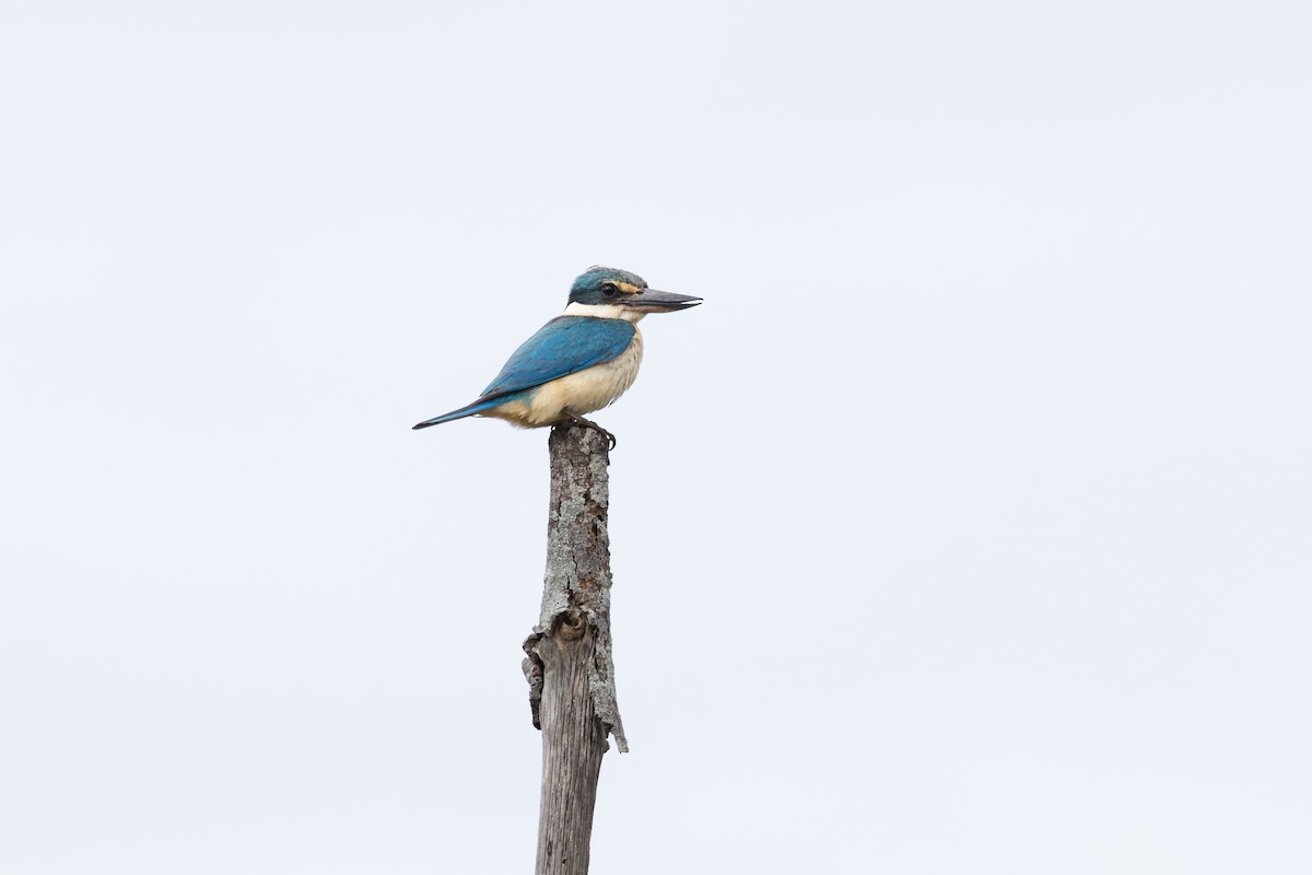 Alción Sagrado - ML647215587