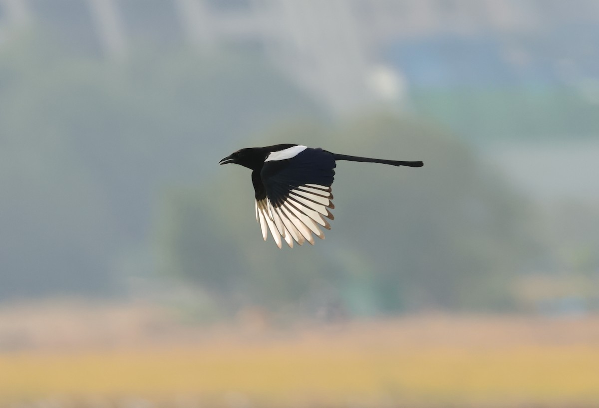 orientskjære - ML647215595