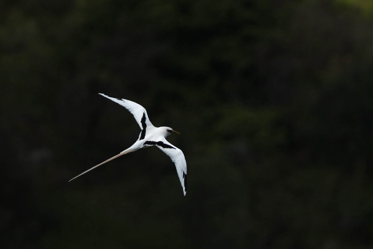 White-tailed Tropicbird - ML647215601