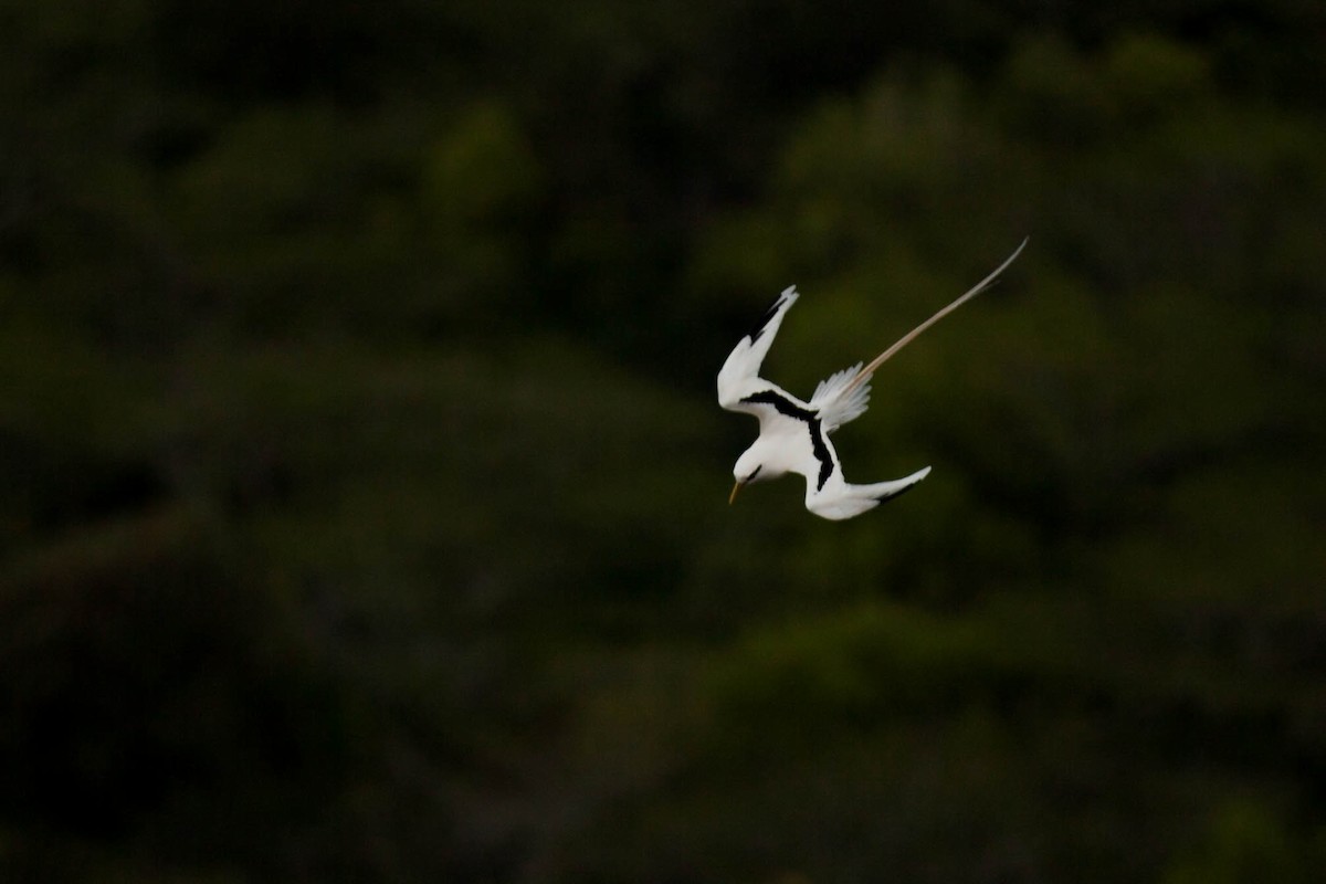 White-tailed Tropicbird - ML647215602
