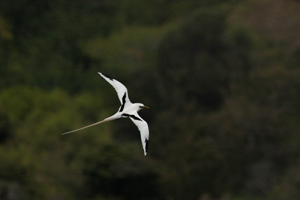 White-tailed Tropicbird - ML647215603