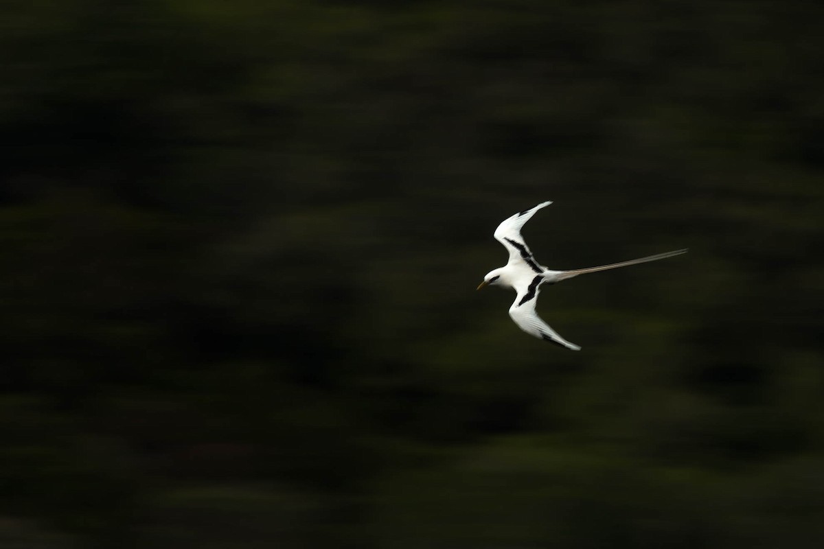 White-tailed Tropicbird - ML647215604