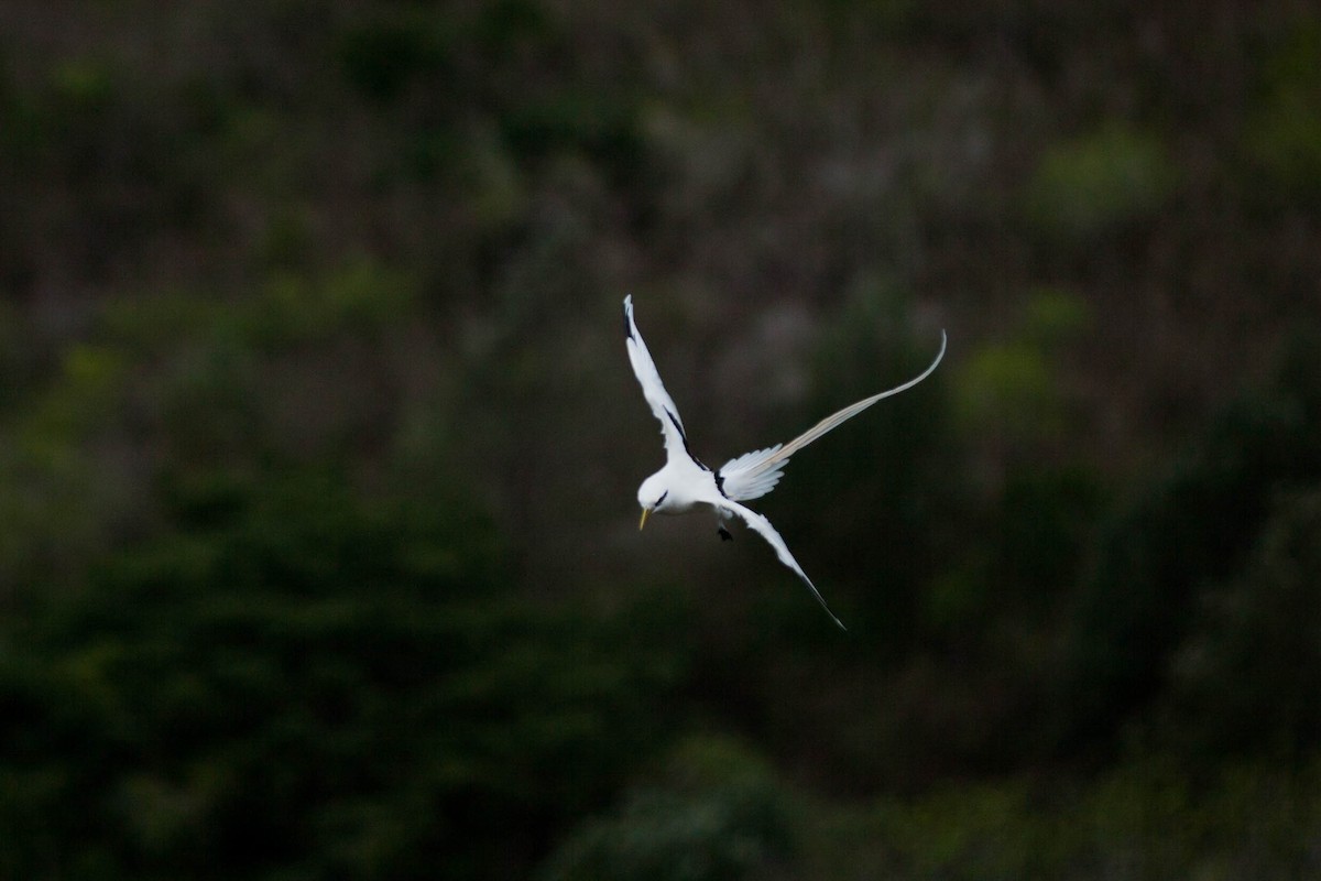White-tailed Tropicbird - ML647215605