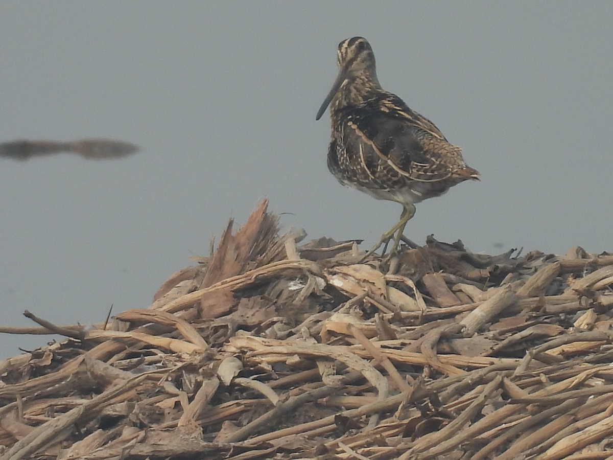 Beccaccino - ML647215615