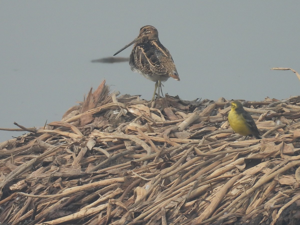 Beccaccino - ML647215616