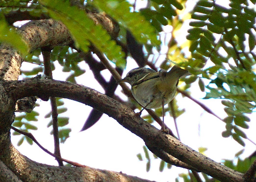 Yellow-browed Warbler - ML647215624
