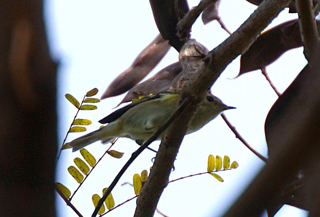 Yellow-browed Warbler - ML647215626