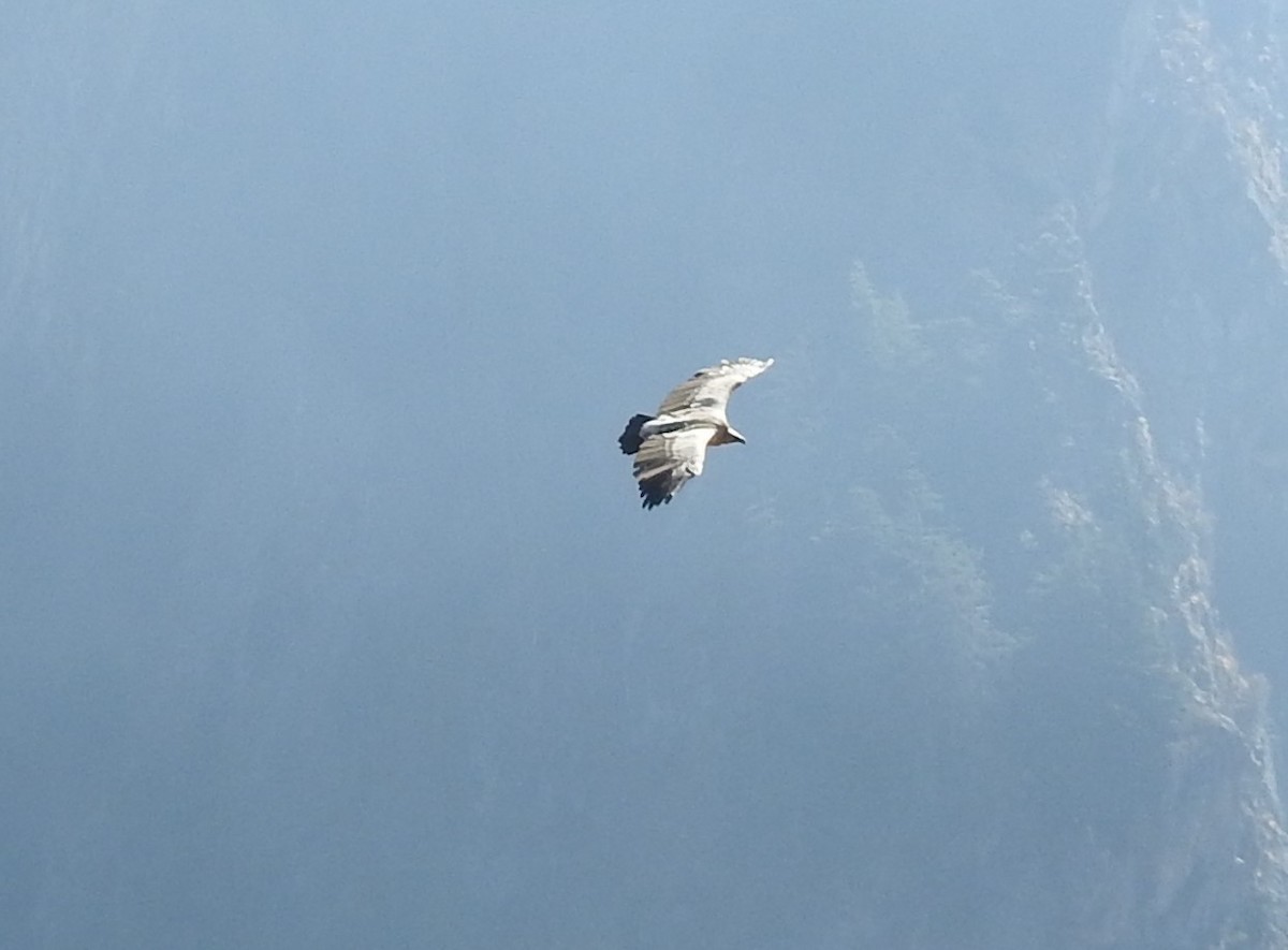 orlosup bradatý - ML647215629