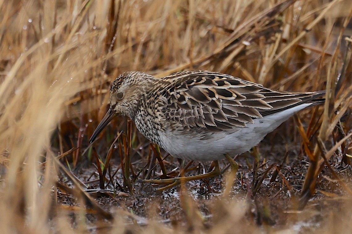 Побережник арктичний - ML647215633
