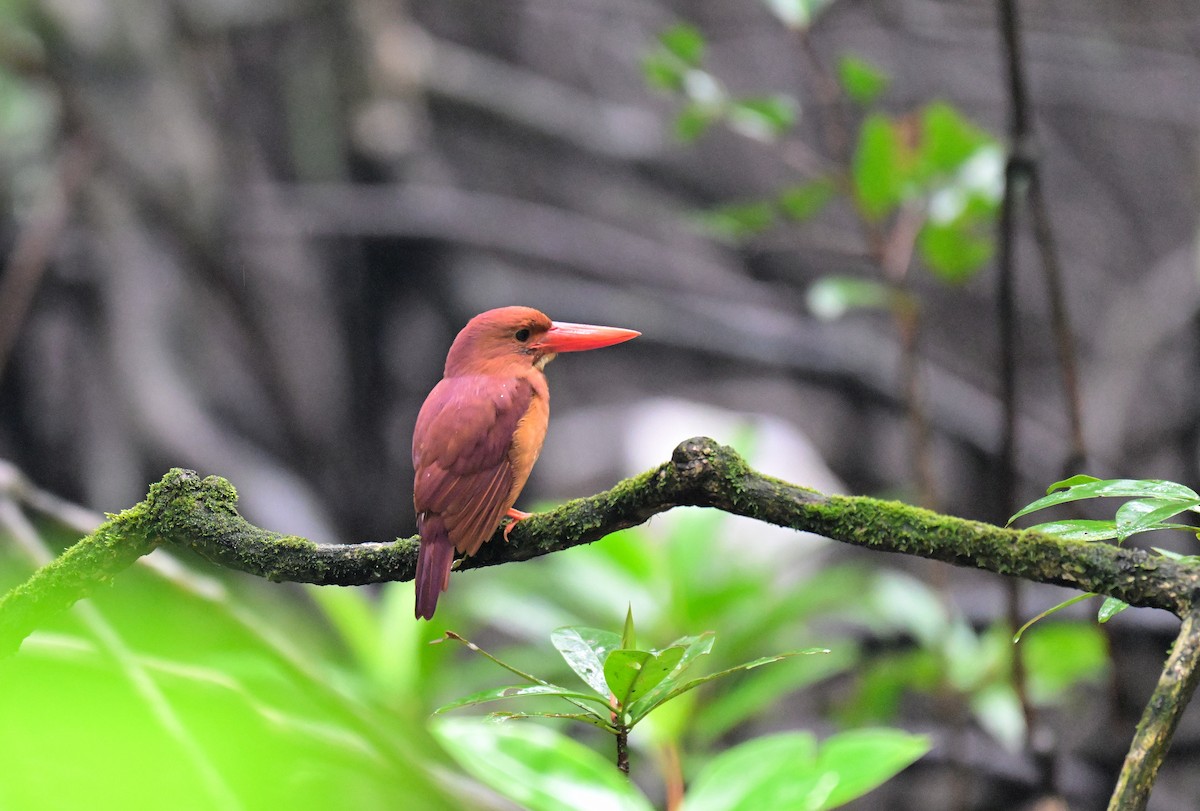 Ruddy Kingfisher - ML647215634