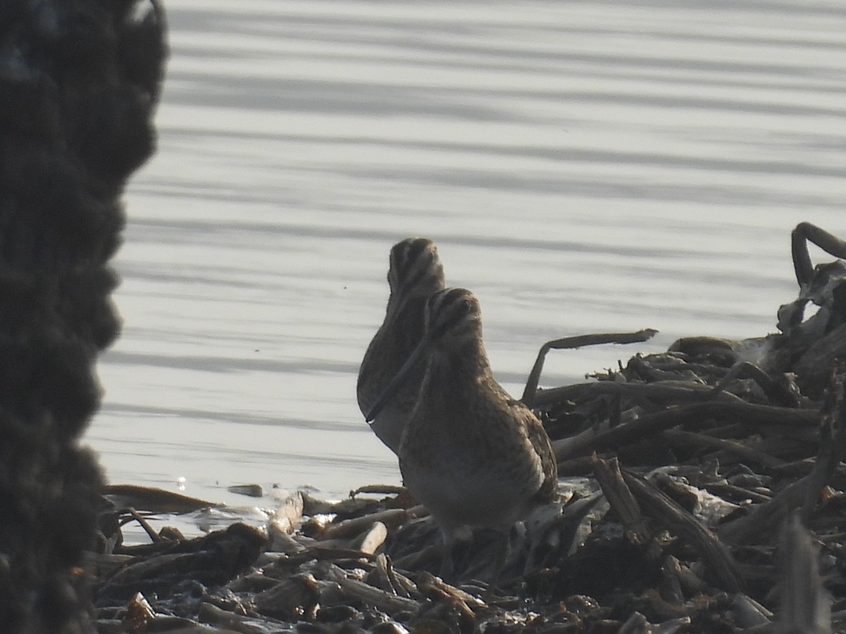 Beccaccino - ML647215636