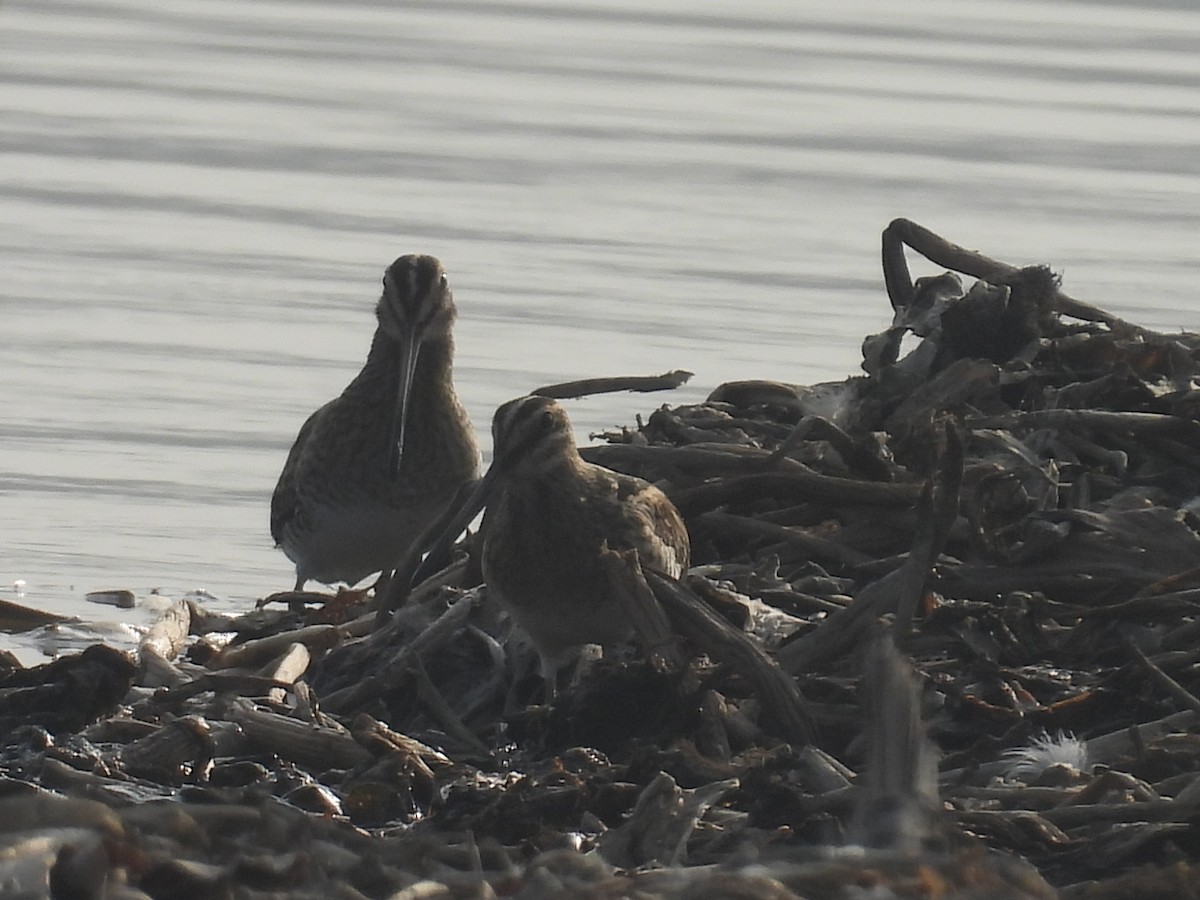 Beccaccino - ML647215637