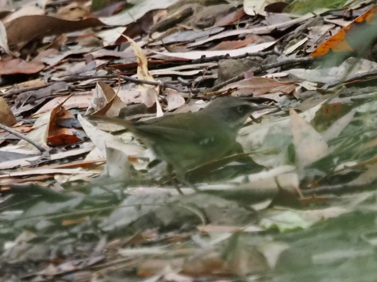 White-browed Scrubwren - ML647215644