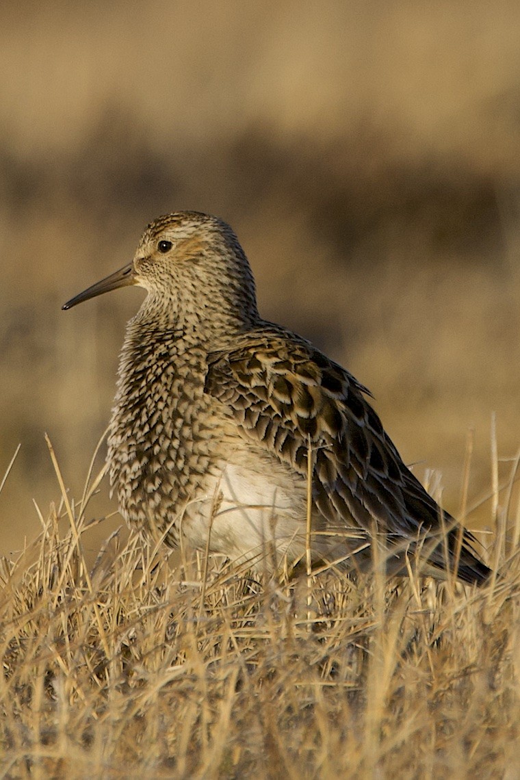 Побережник арктичний - ML647215647