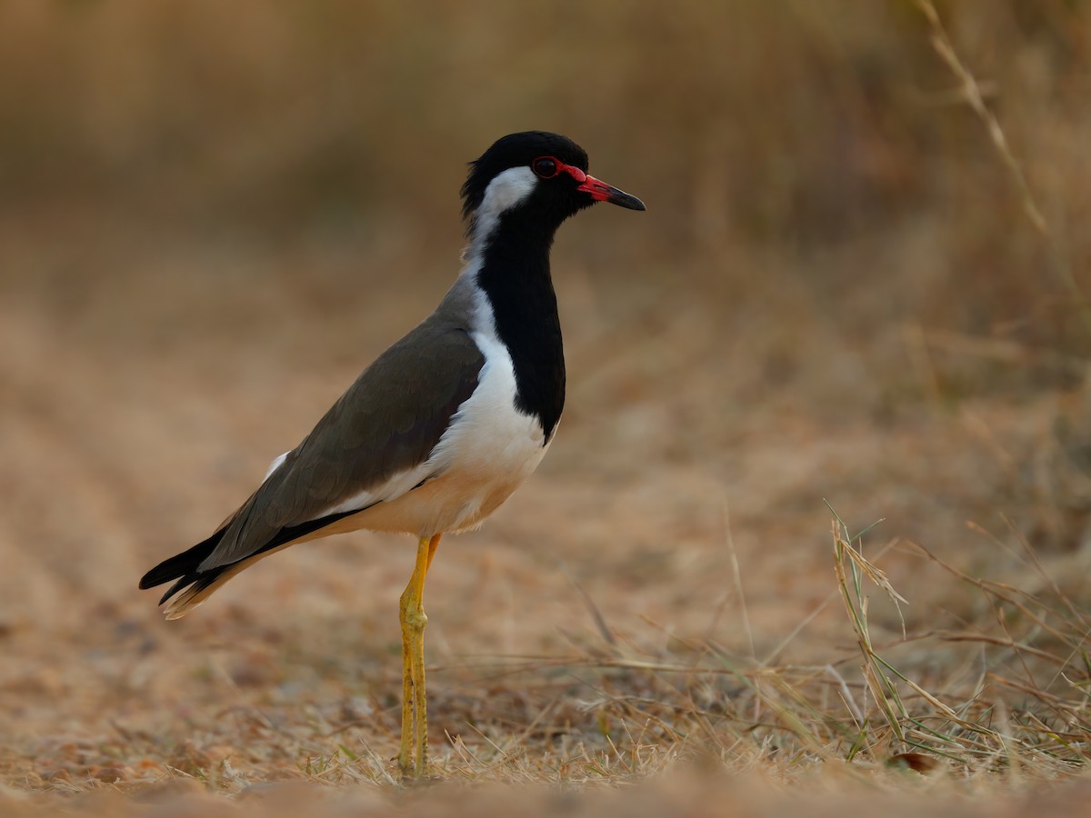 Red-wattled Lapwing - ML647215649