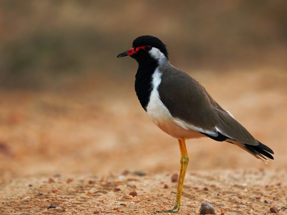 Red-wattled Lapwing - ML647215650