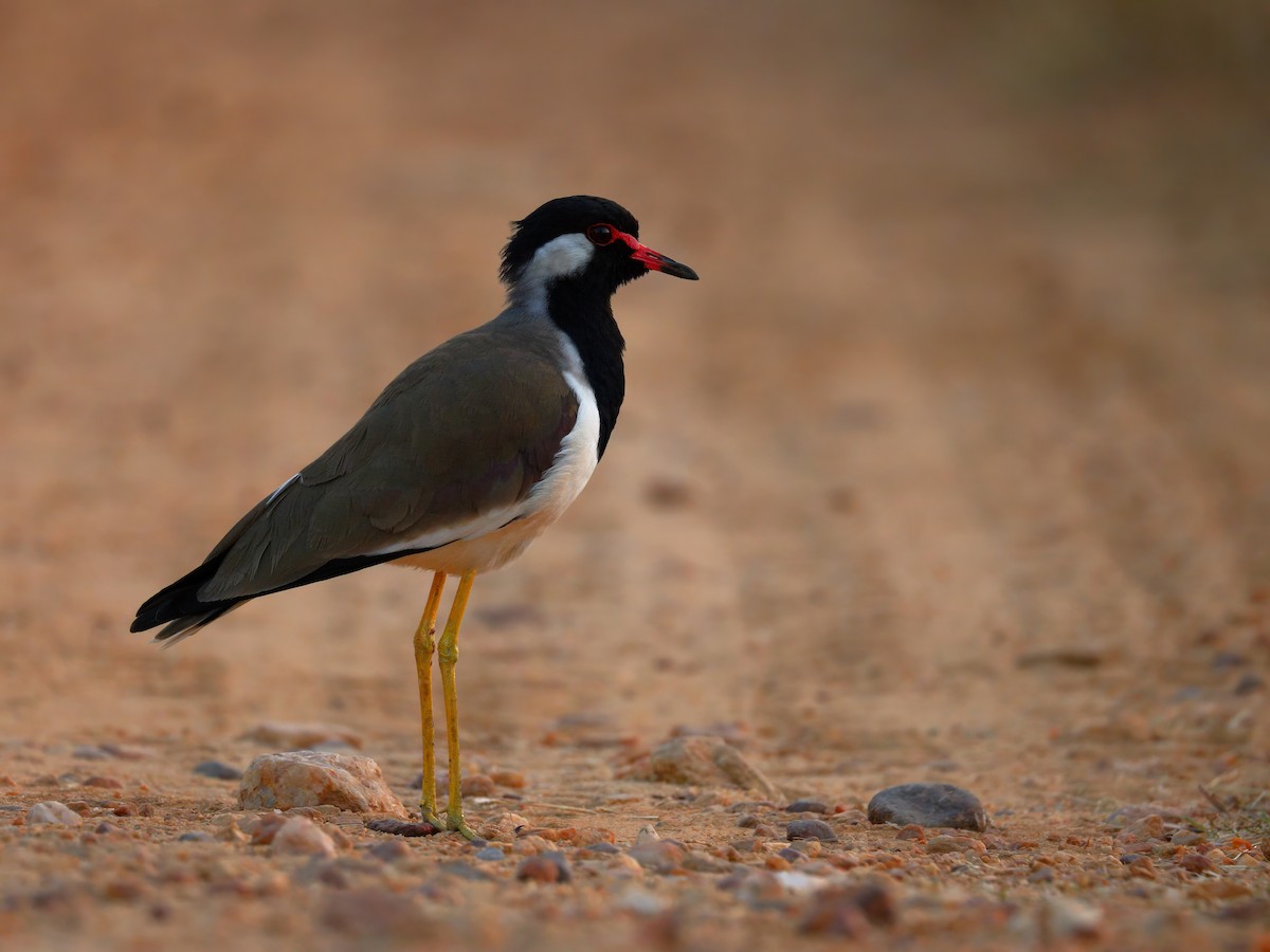 Red-wattled Lapwing - ML647215651