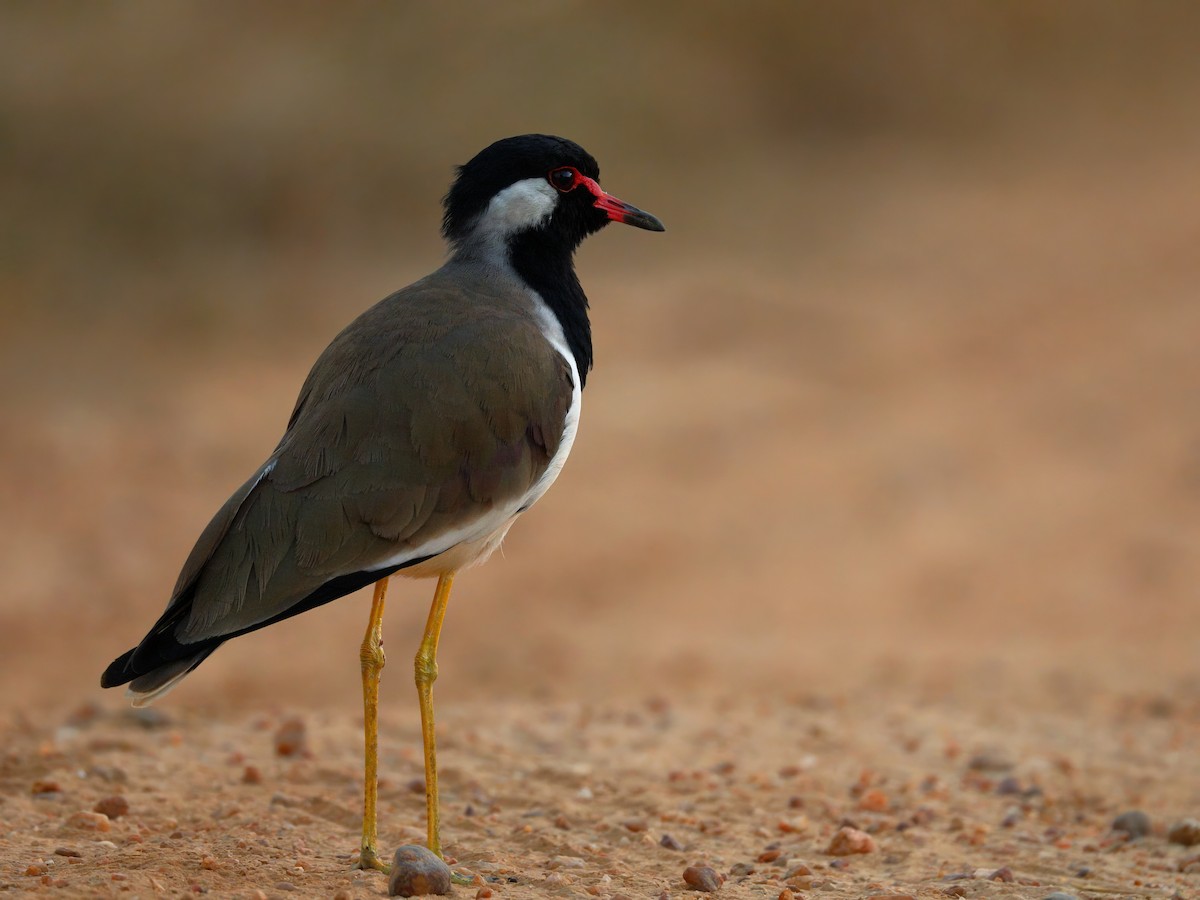 Red-wattled Lapwing - ML647215652