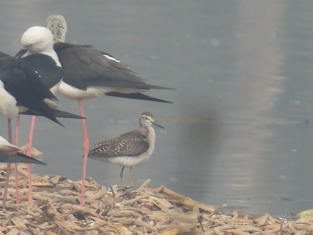 Piro piro boschereccio - ML647215653