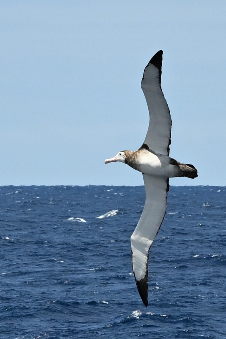 Snowy Albatross - ML647215660