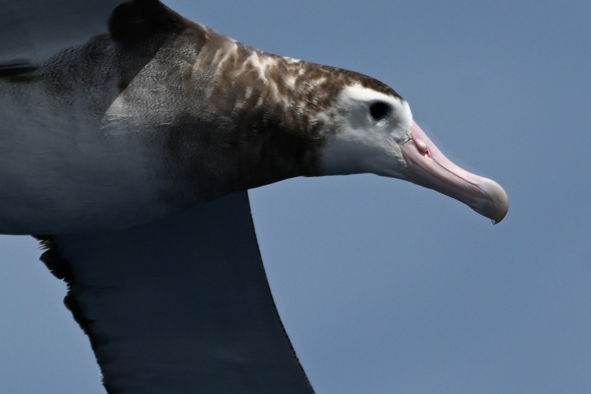 Snowy Albatross - ML647215661