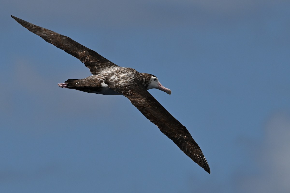 Snowy Albatross - ML647215662