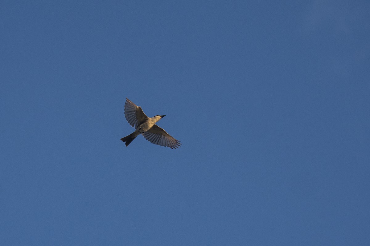 Gray Kingbird - ML647215663