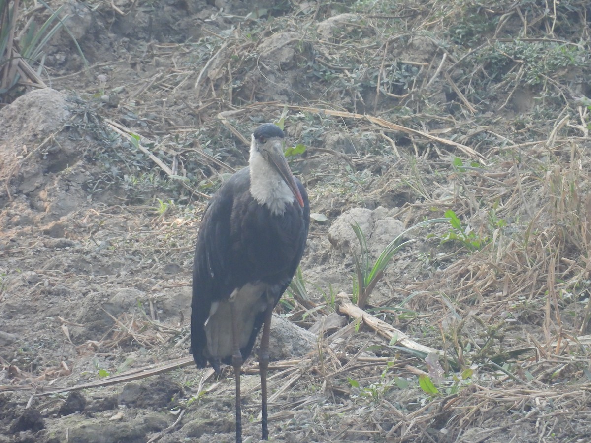 Asian Woolly-necked Stork - ML647215664