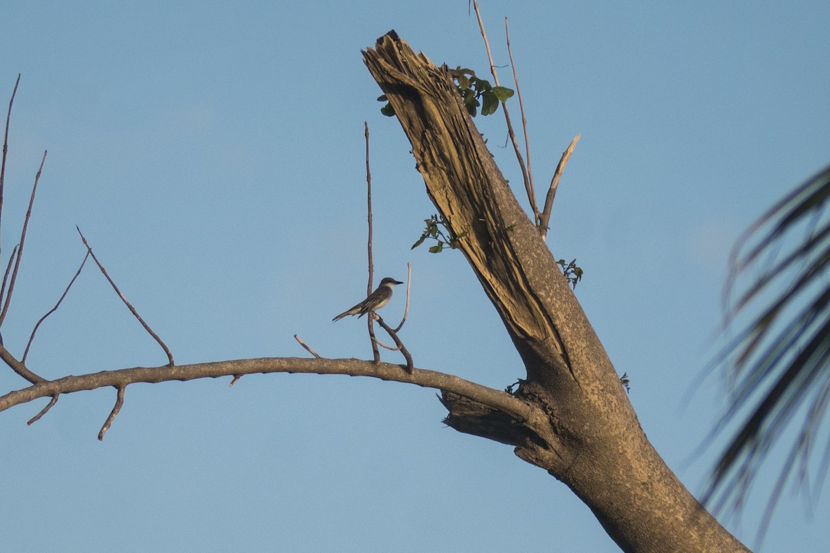 Gray Kingbird - ML647215665