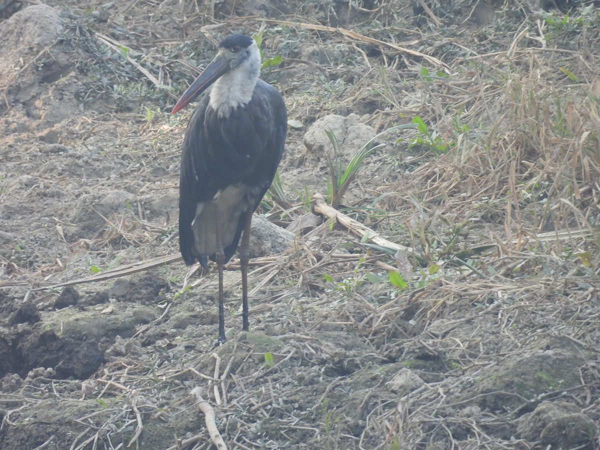 Asian Woolly-necked Stork - ML647215666