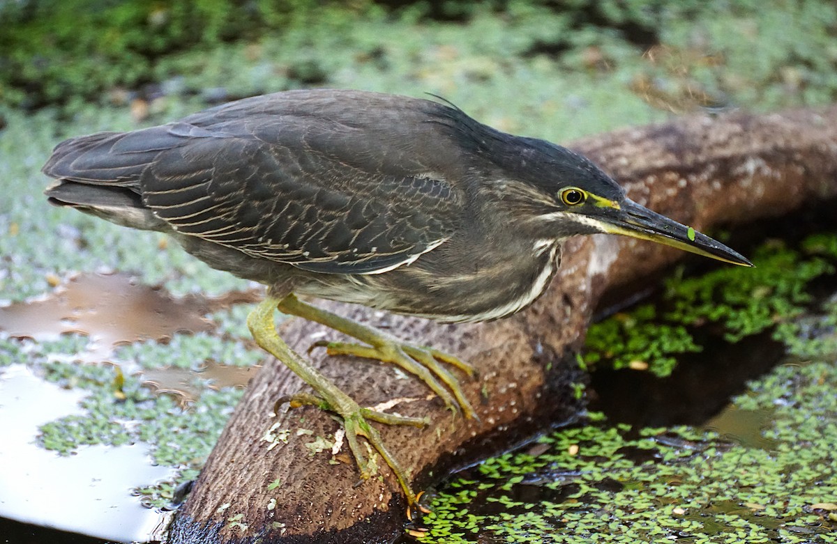 Little Heron - ML647215667