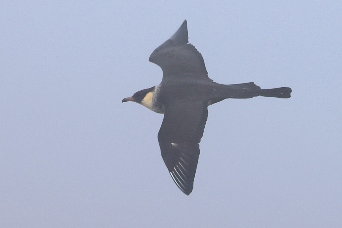 Pomarine Jaeger - ML647215671