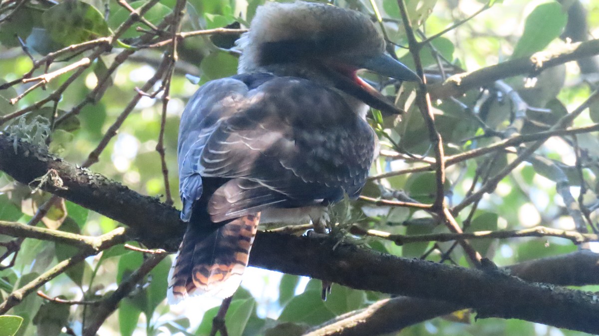 Laughing Kookaburra - ML647215672