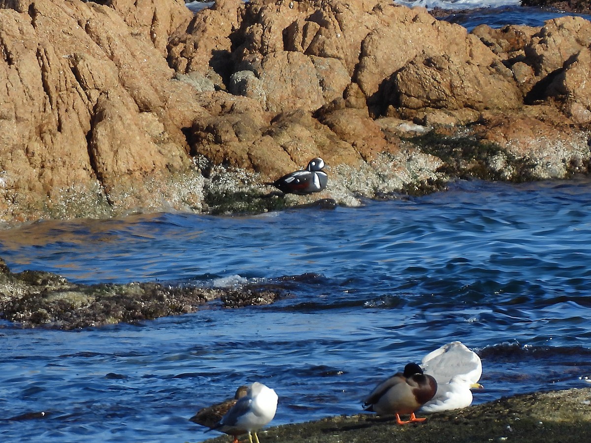 Harlequin Duck - ML647215673