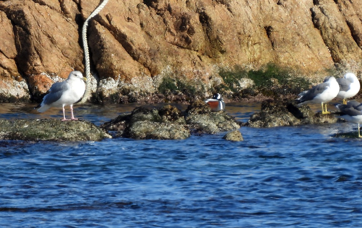 Harlequin Duck - ML647215674