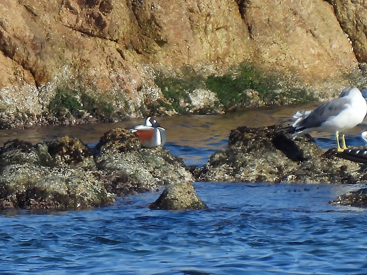 Harlequin Duck - ML647215675