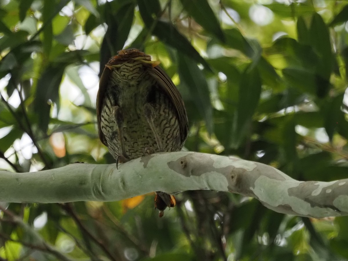 Satin Bowerbird - ML647215677