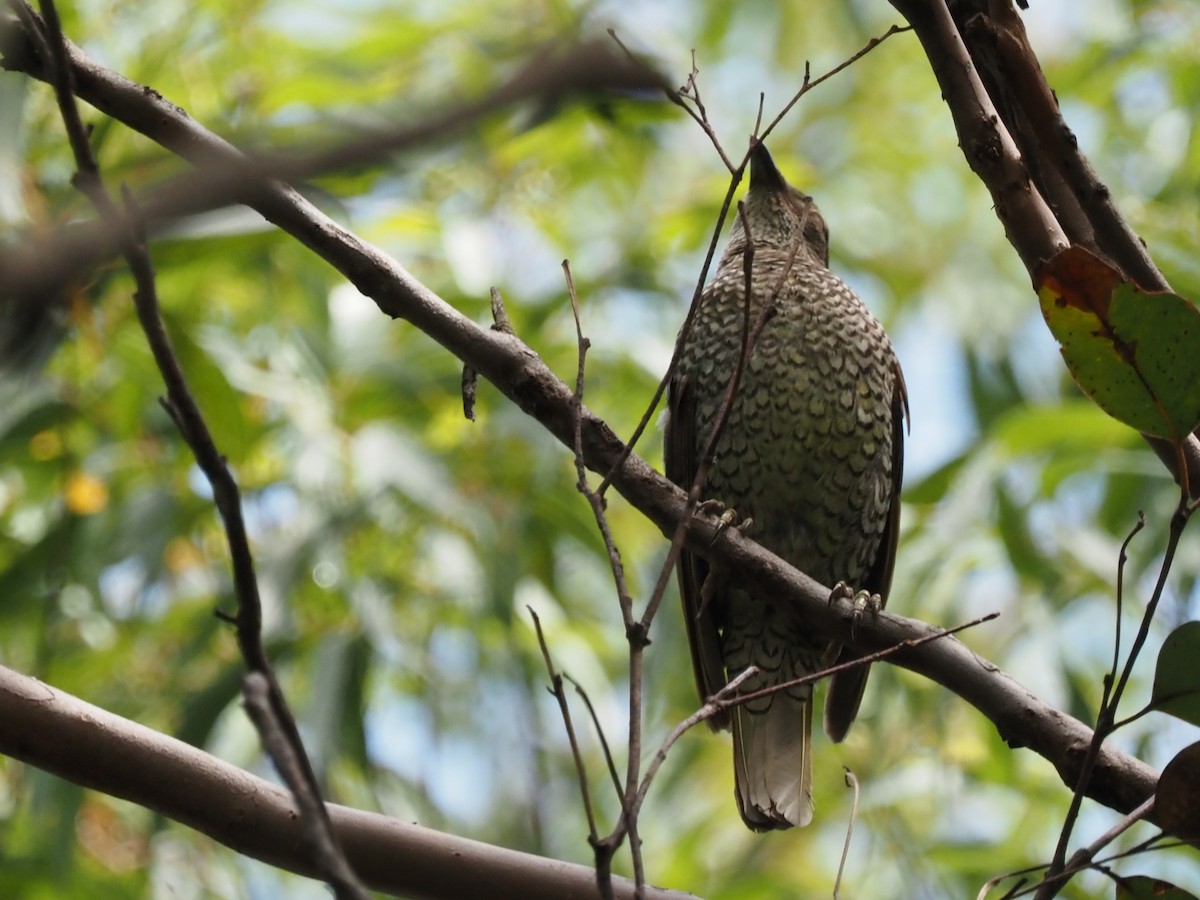 Satin Bowerbird - ML647215679