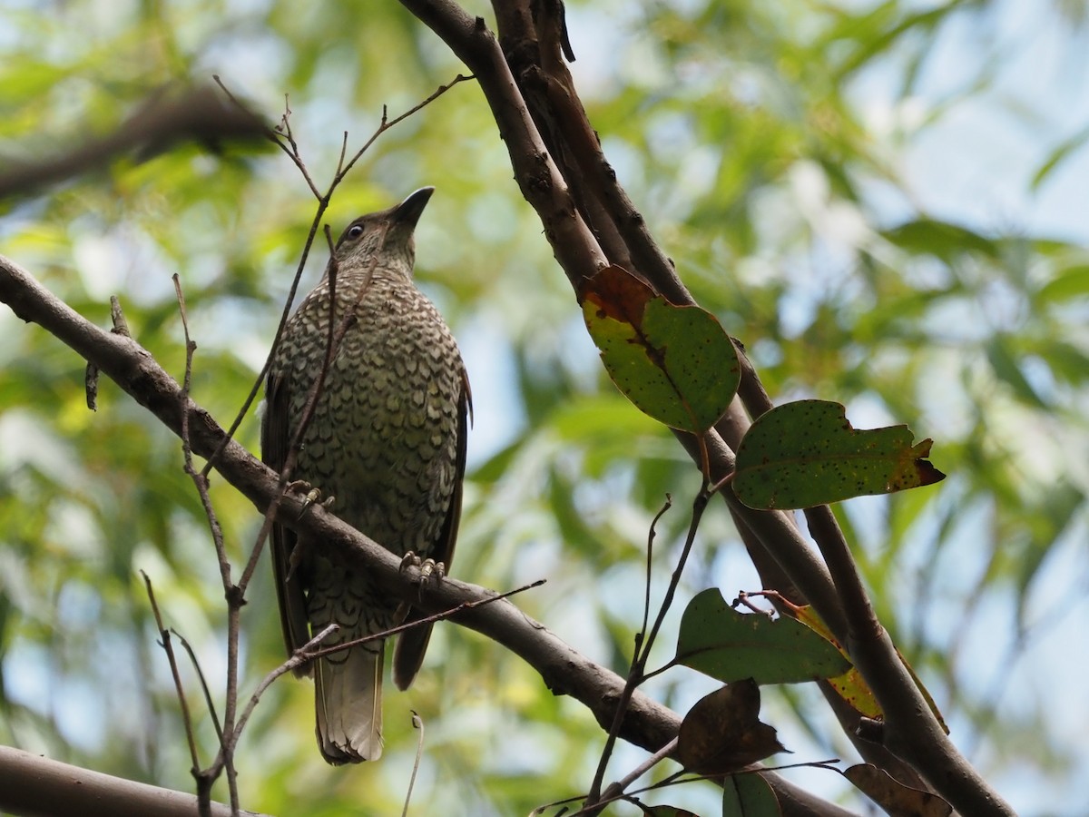 Satin Bowerbird - ML647215680