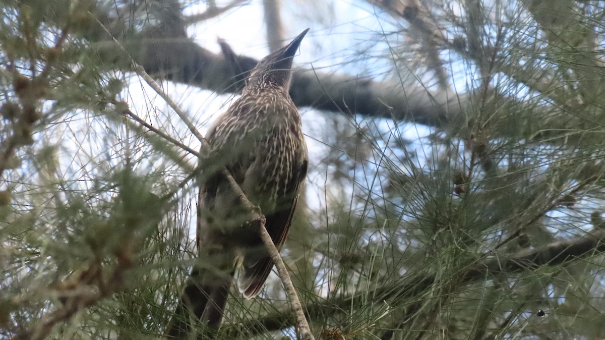 Little Wattlebird - ML647215681