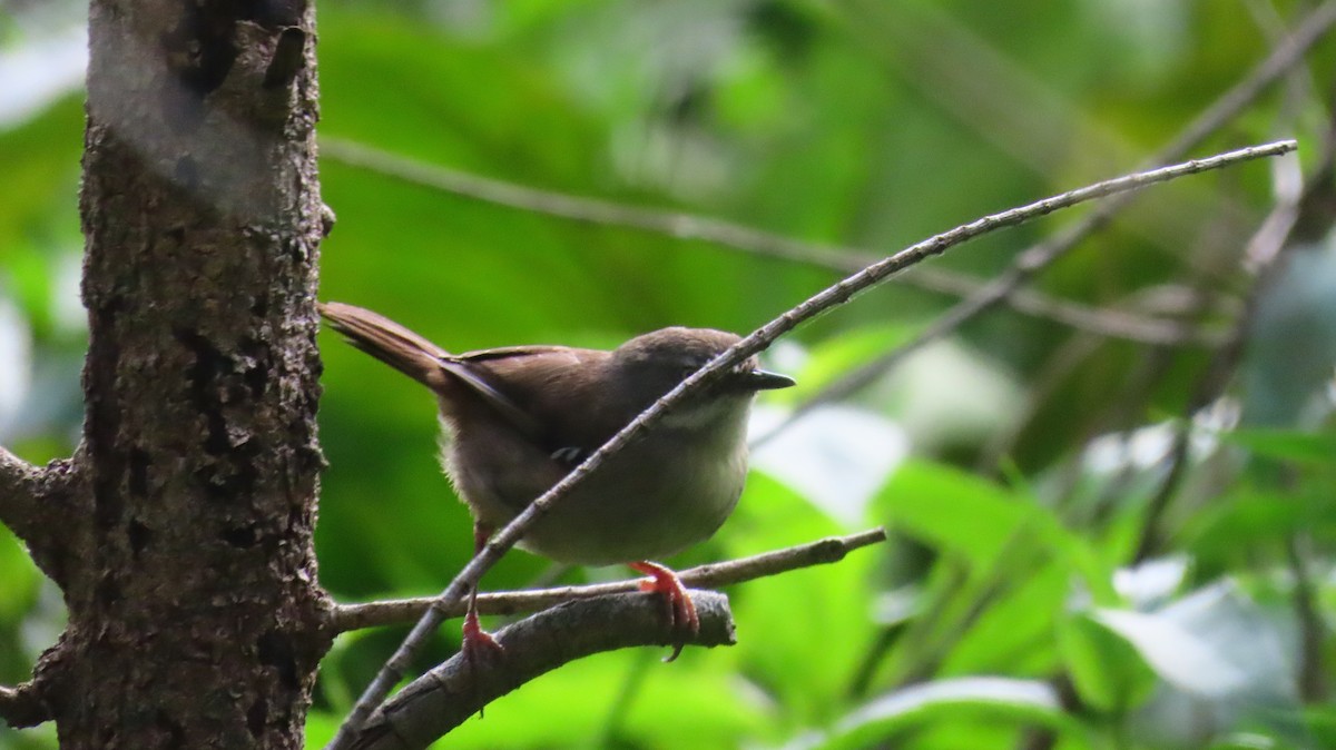 White-browed Scrubwren - ML647215682