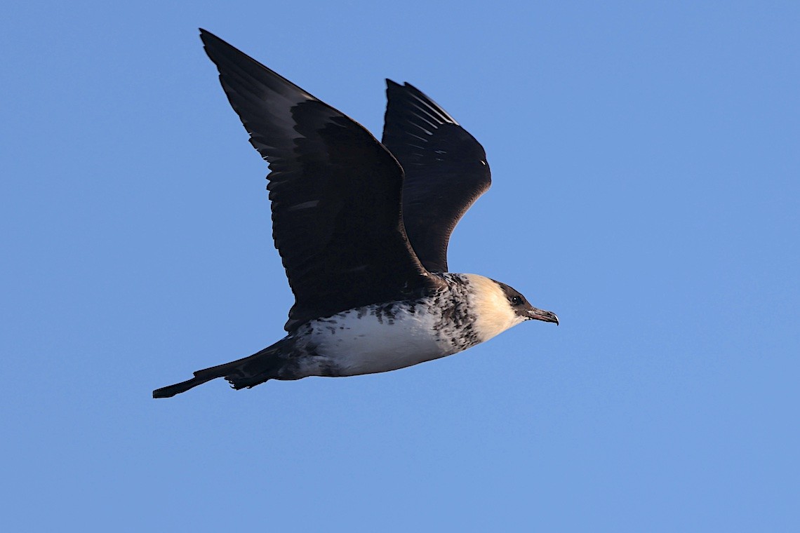 Pomarine Jaeger - ML647215683